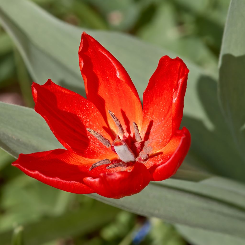 Tulipa praestans Fusilier - Vortreffliche Tulpe