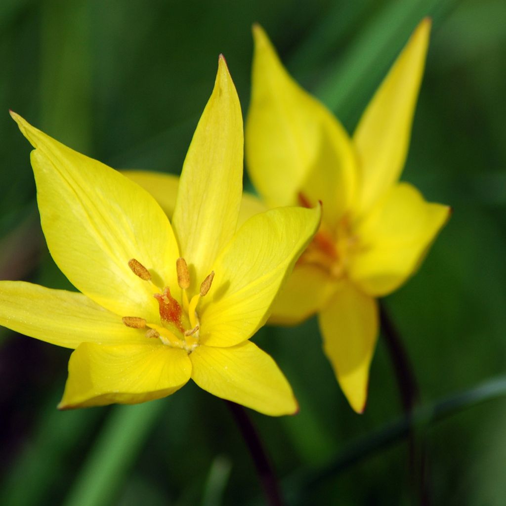 Tulipa sylvestris - Wilde Tulpe