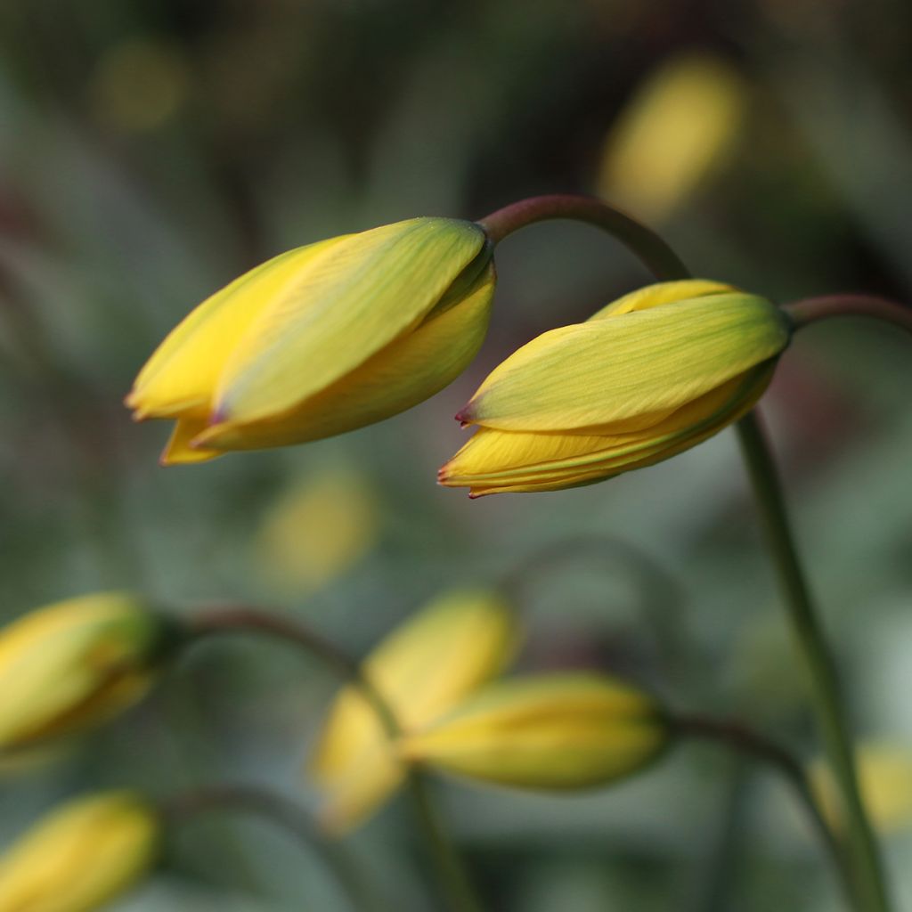 Tulipa sylvestris - Wilde Tulpe