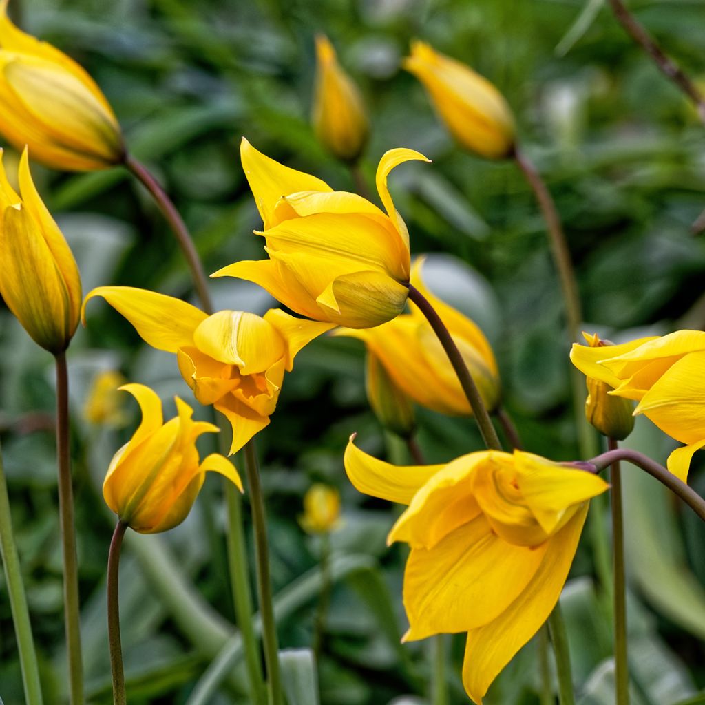 Tulipa sylvestris - Wilde Tulpe