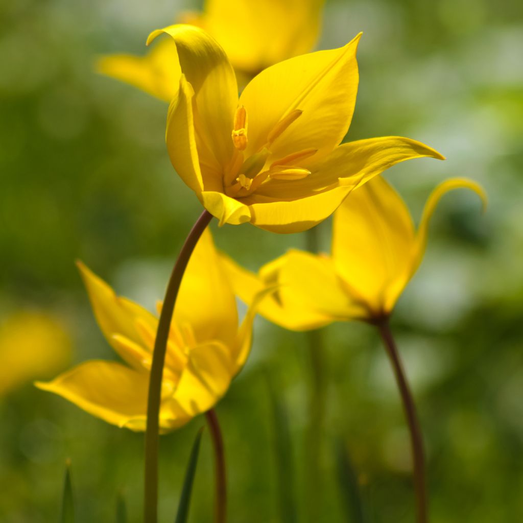 Tulipa sylvestris - Wilde Tulpe