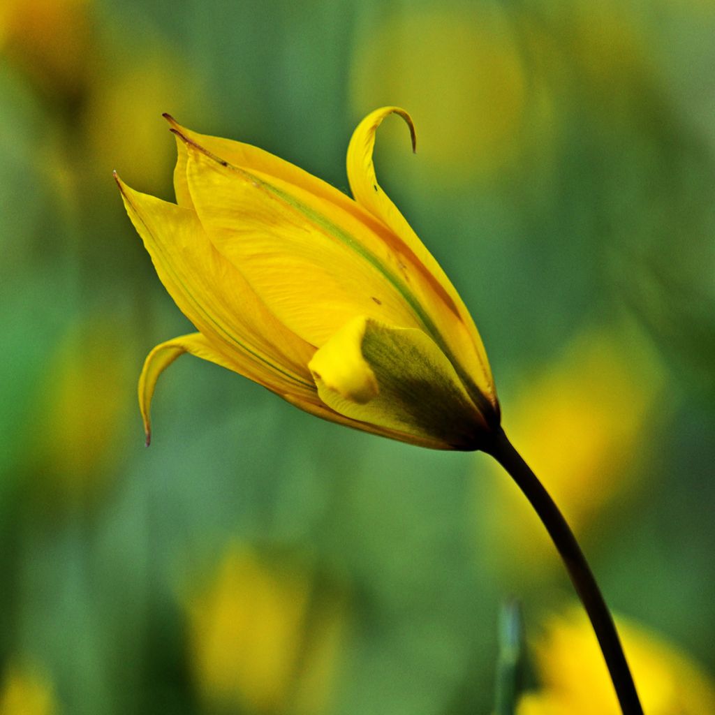 Tulipa sylvestris - Wilde Tulpe