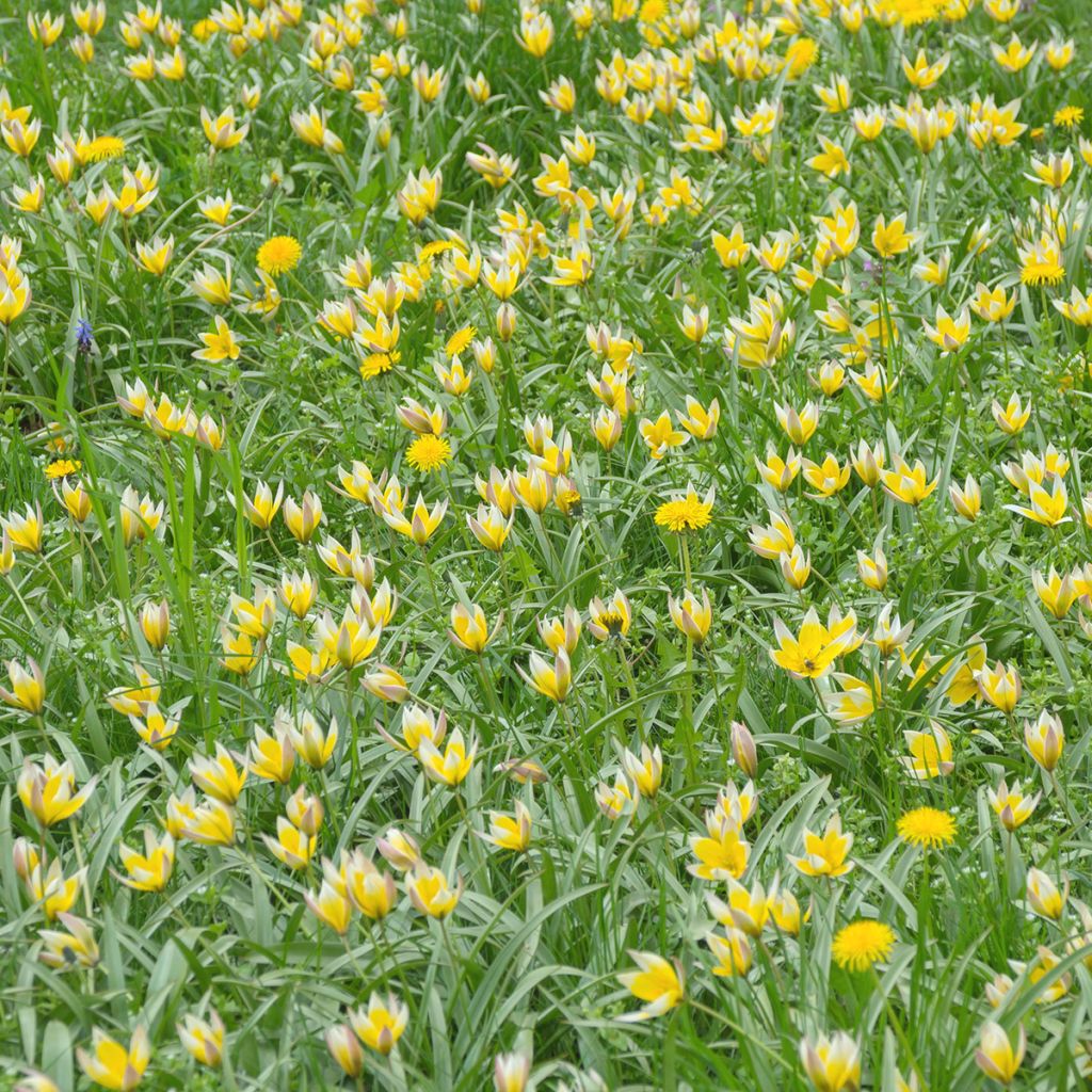 Tulipa sylvestris - Wilde Tulpe