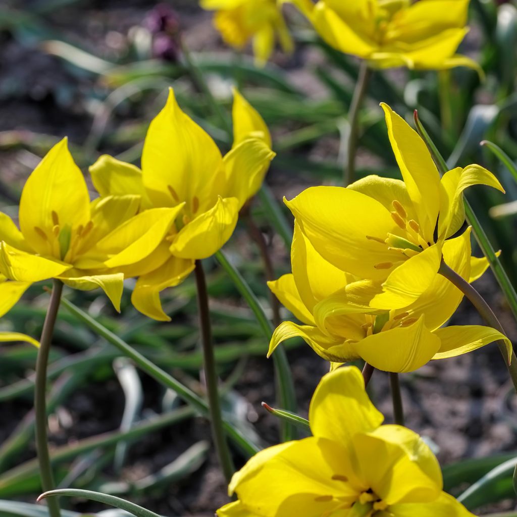 Tulipa sylvestris - Wilde Tulpe