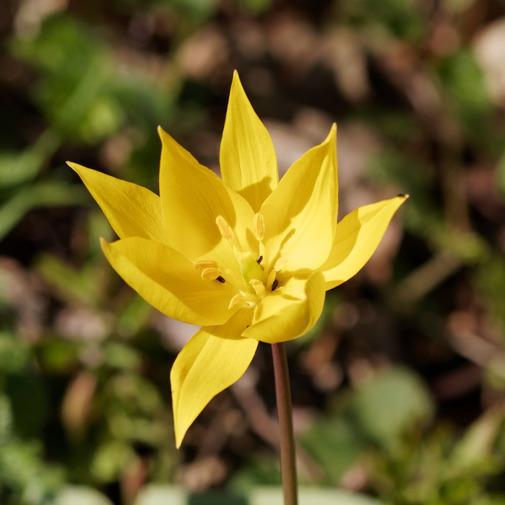 Tulipa sylvestris - Wilde Tulpe