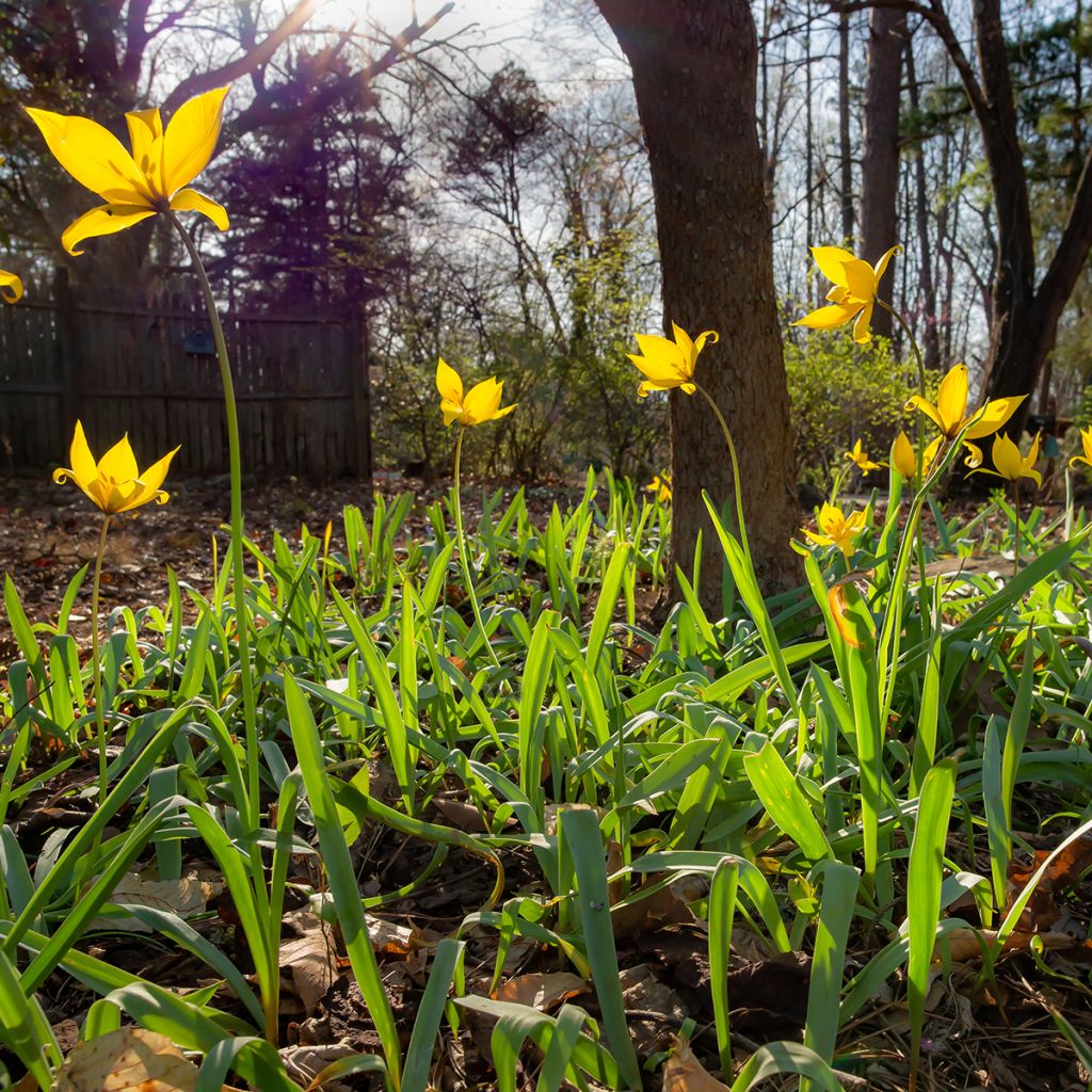 Tulipa sylvestris - Wilde Tulpe