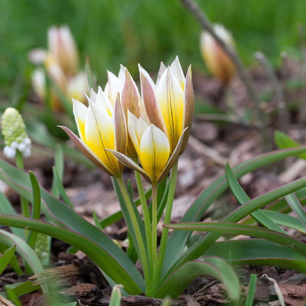 Tulipa tarda - Späte Tulpe