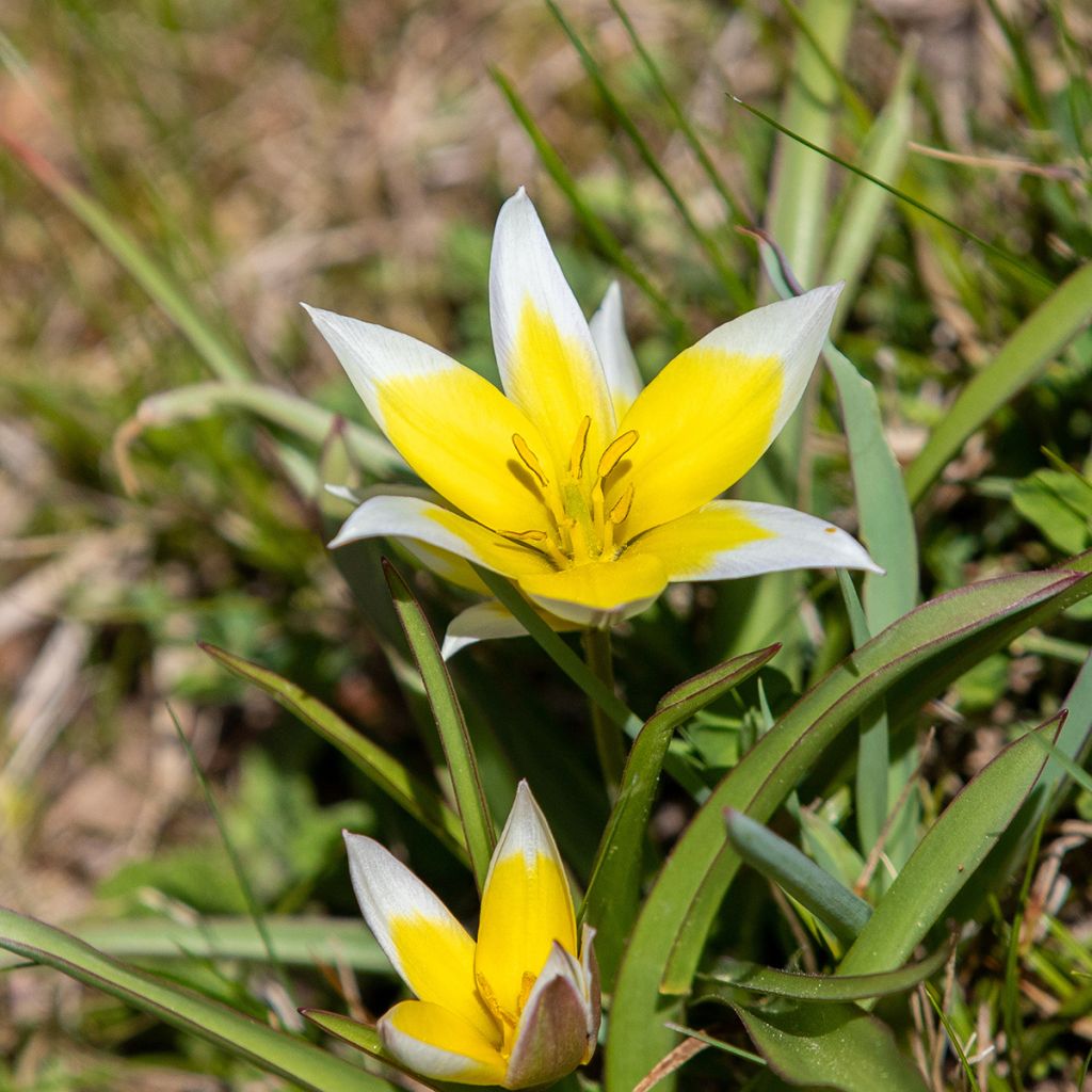 Tulipa tarda - Späte Tulpe