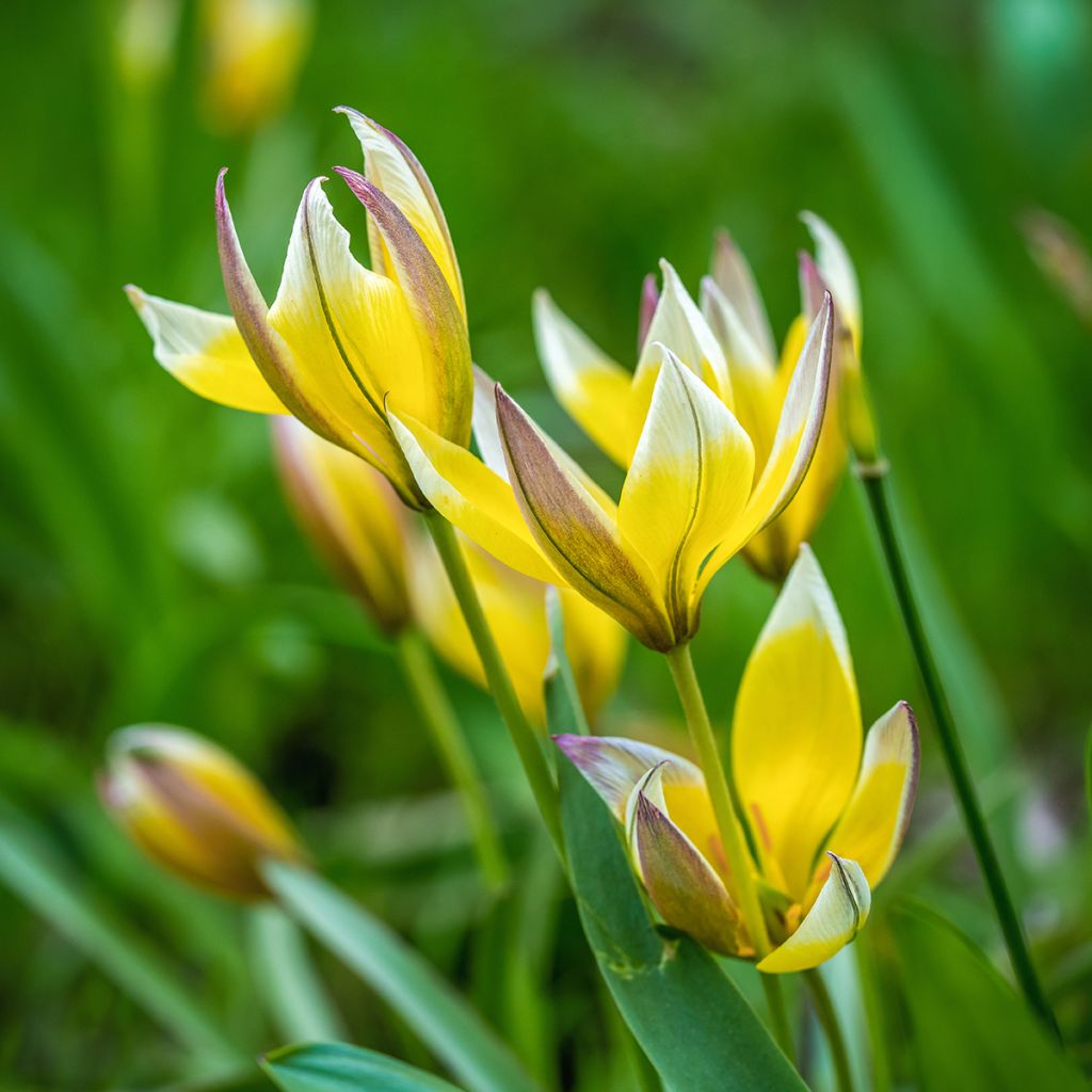 Tulipa tarda - Späte Tulpe