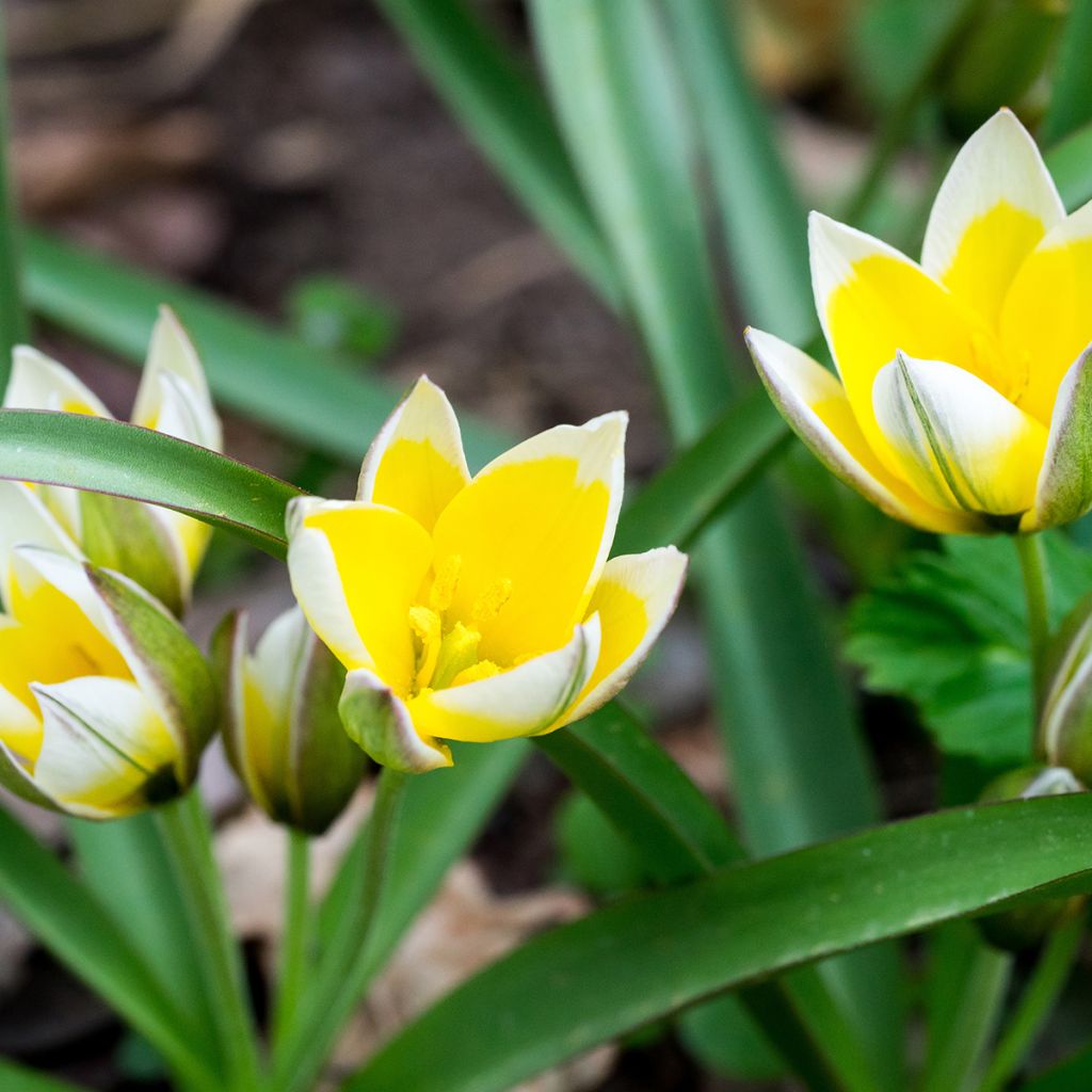 Tulipa tarda - Späte Tulpe