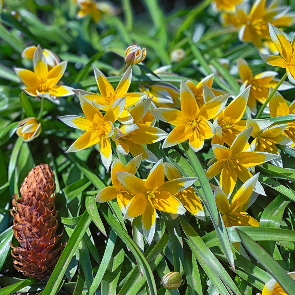 Tulipa tarda - Späte Tulpe