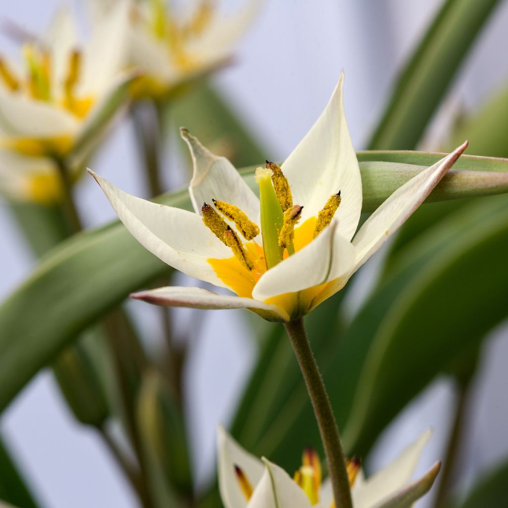 Tulipa turkestanica - Turkestan-Tulpe