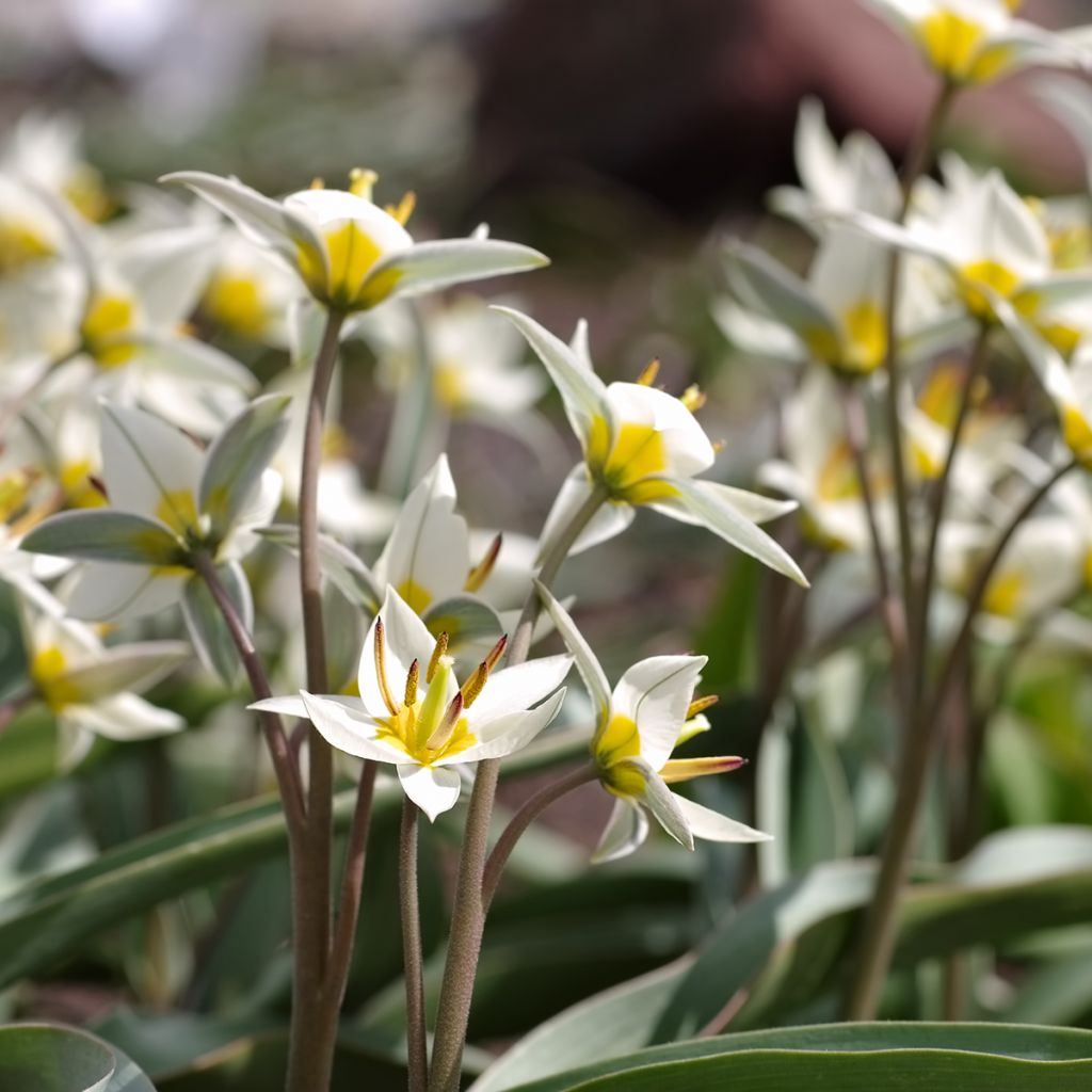 Tulipa turkestanica - Turkestan-Tulpe