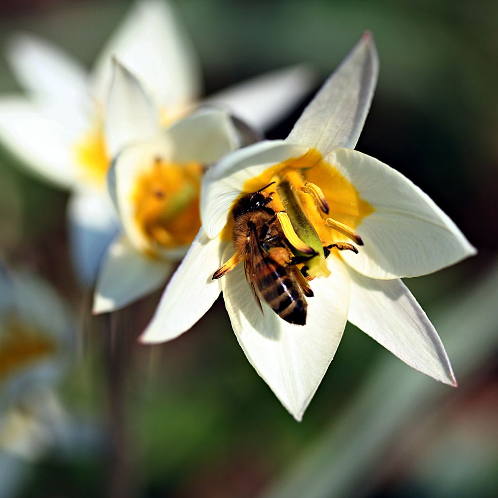 Tulipa turkestanica - Turkestan-Tulpe