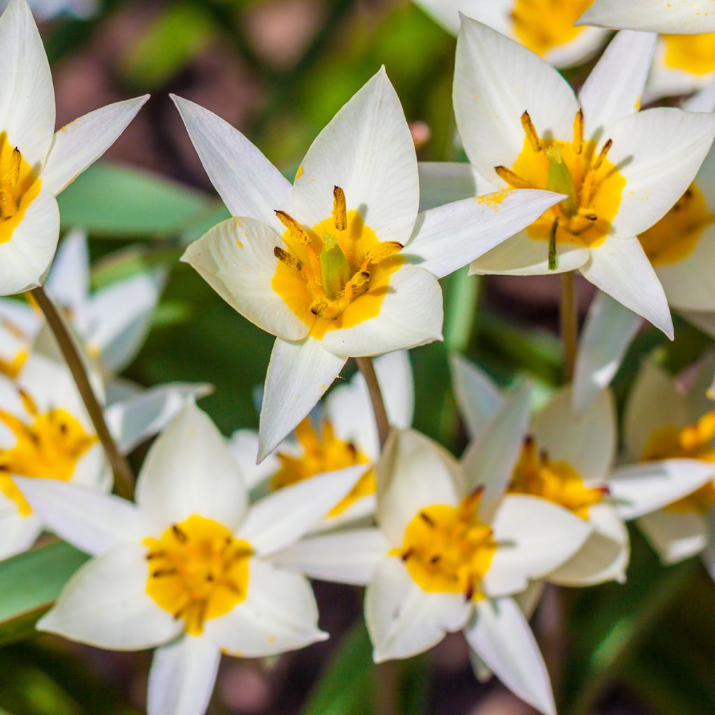 Tulipa turkestanica - Turkestan-Tulpe