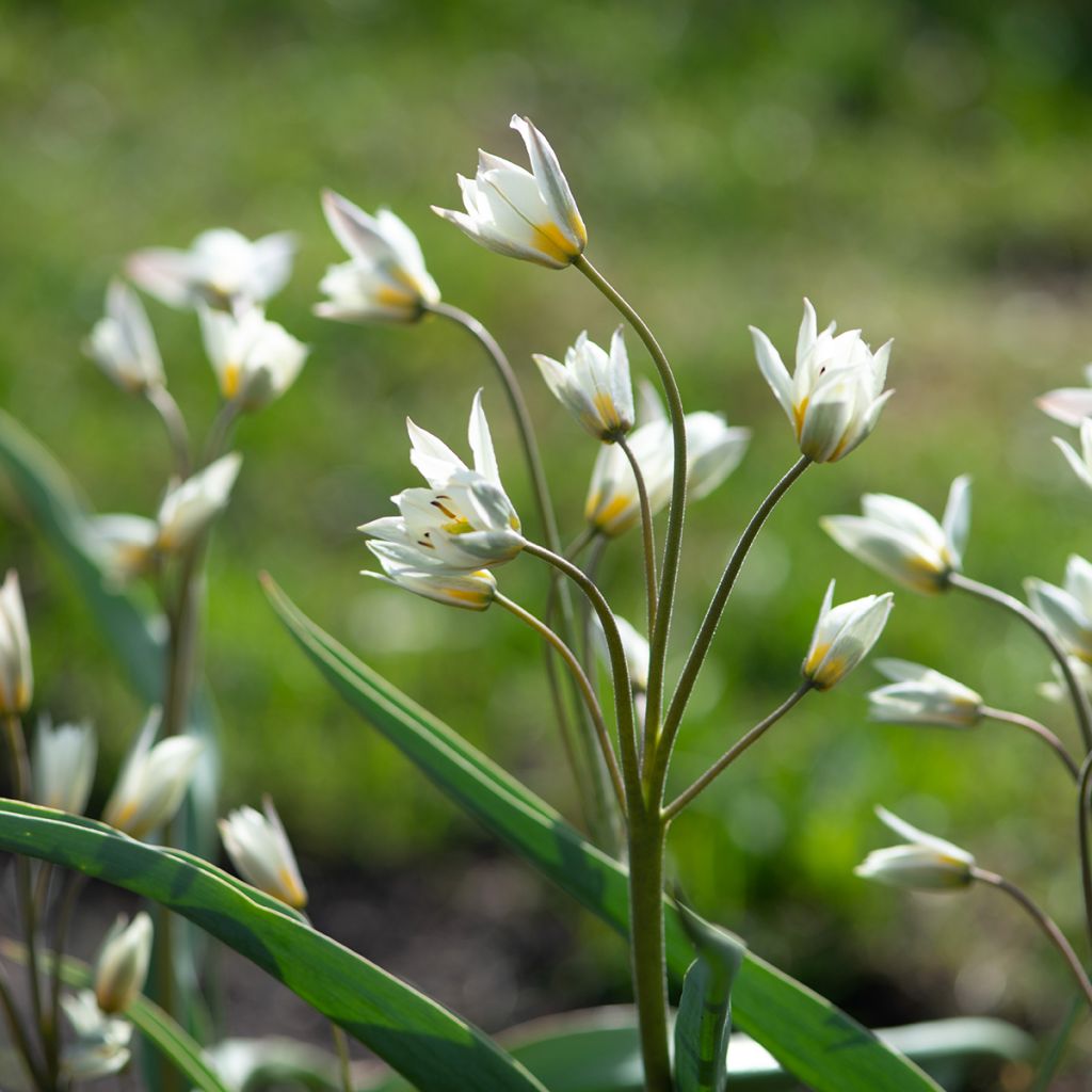 Tulipa turkestanica - Turkestan-Tulpe