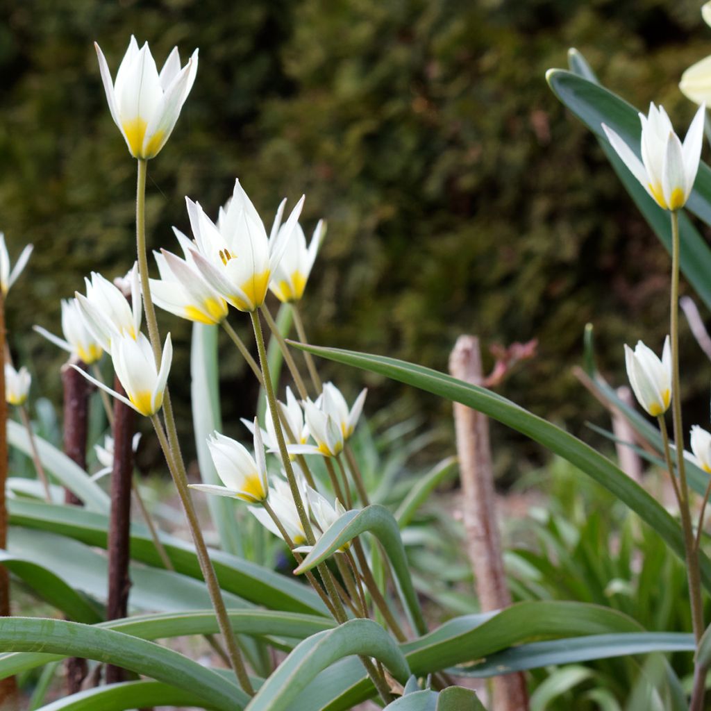 Tulipa turkestanica - Turkestan-Tulpe