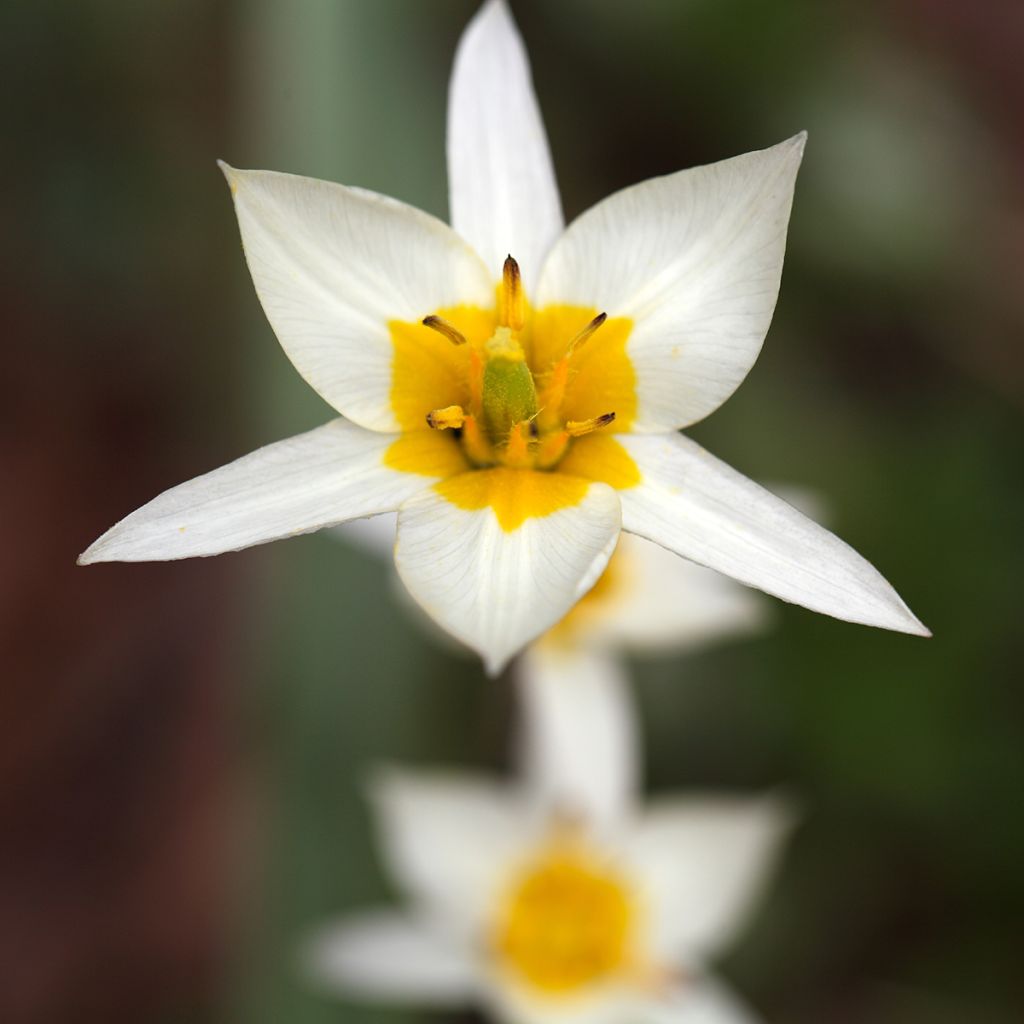 Tulipa turkestanica - Turkestan-Tulpe