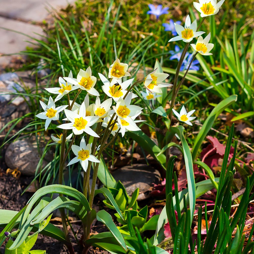 Tulipa turkestanica - Turkestan-Tulpe