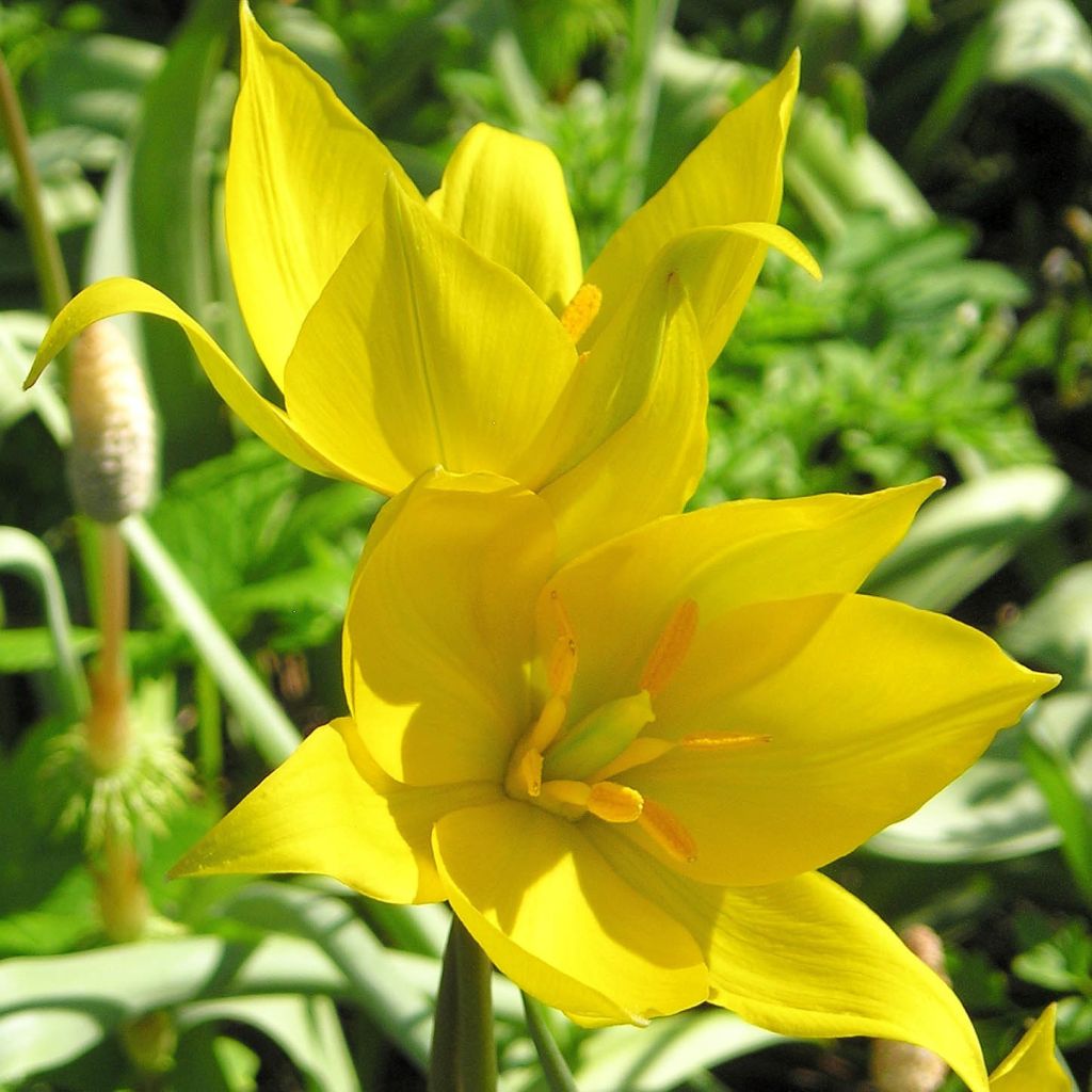 Tulipa urumiensis - Urumiens Tulpe