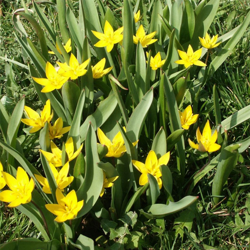 Tulipe botanique urumiensis