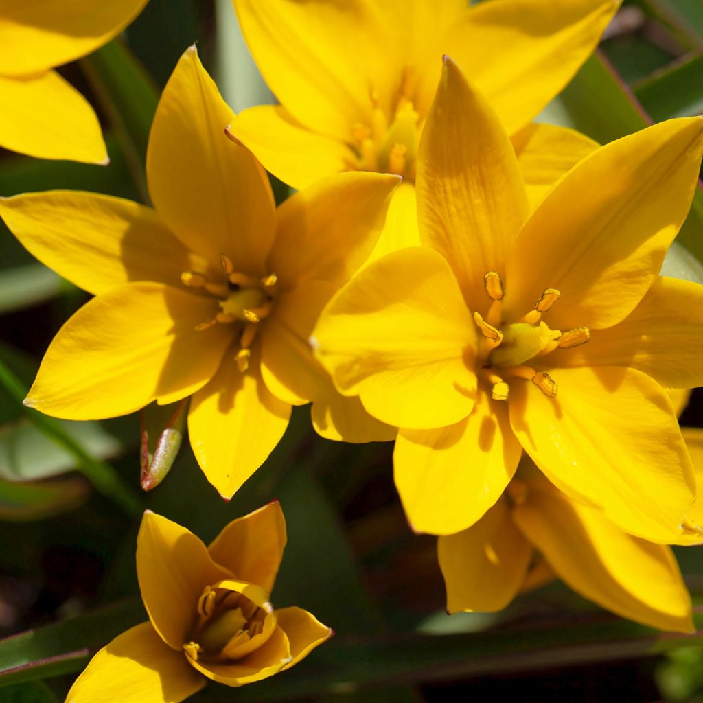 Tulipa urumiensis - Urumiens Tulpe