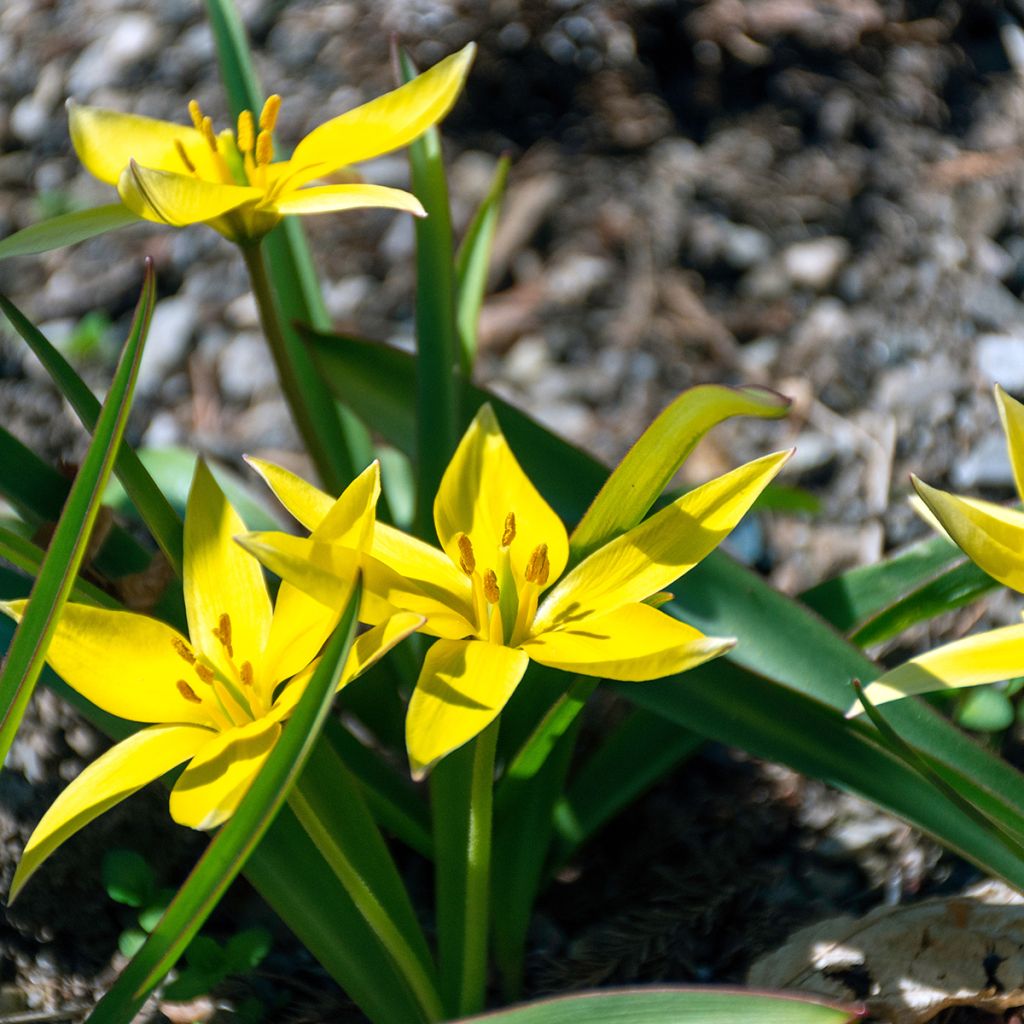 Tulipa urumiensis - Urumiens Tulpe