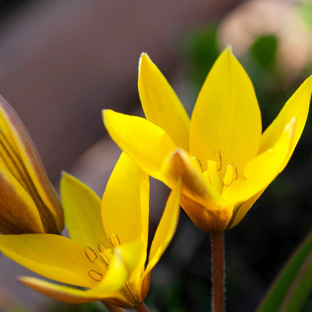 Tulipa urumiensis - Urumiens Tulpe