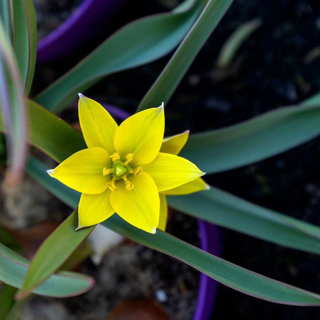 Tulipa urumiensis - Urumiens Tulpe