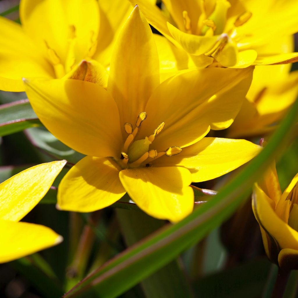 Tulipa urumiensis - Urumiens Tulpe