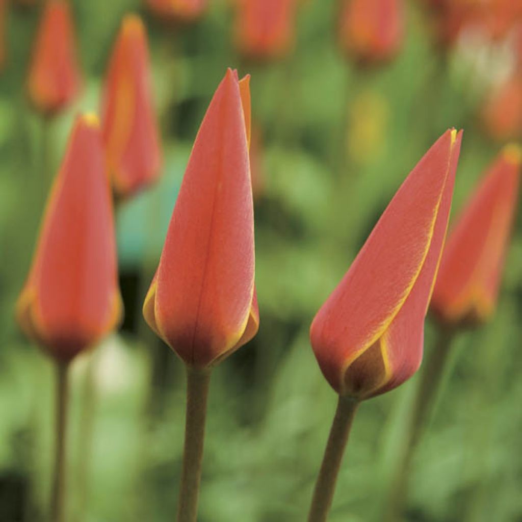 Tulipa clusiana var. chrysantha Tubergen's Gem - Clusius-Tulpe