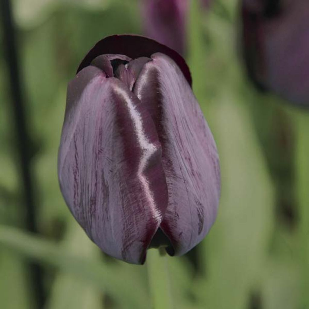 Tulipe Darwin Reine De La Nuit