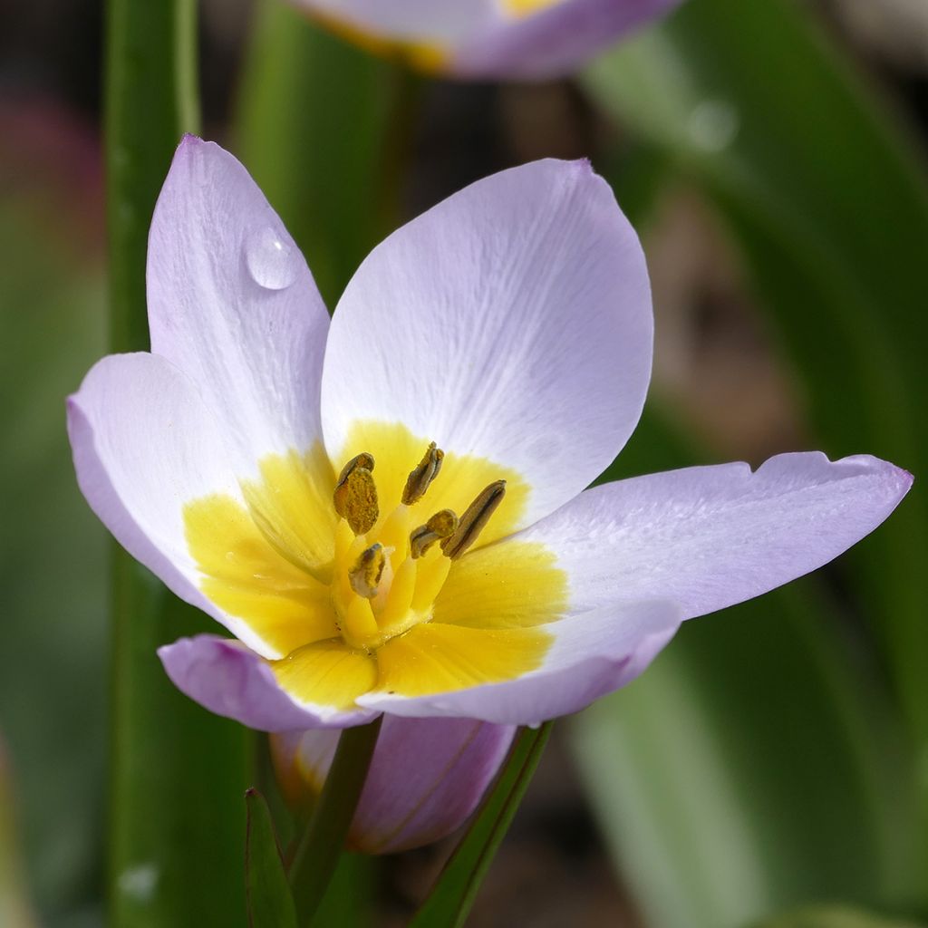 Tulipa saxatilis - Felsen-Tulpe