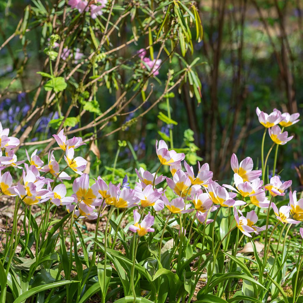 Tulipa saxatilis - Felsen-Tulpe