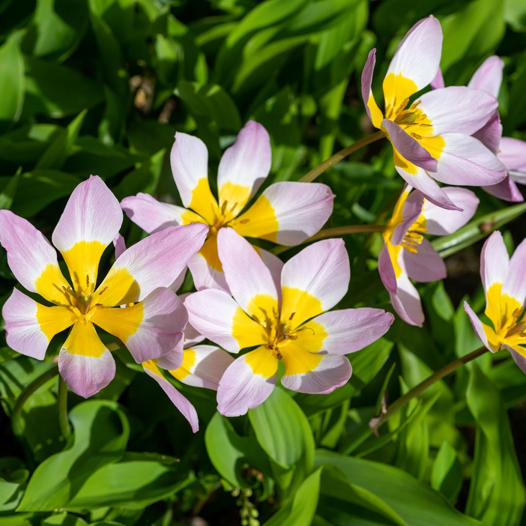 Tulipa saxatilis - Felsen-Tulpe