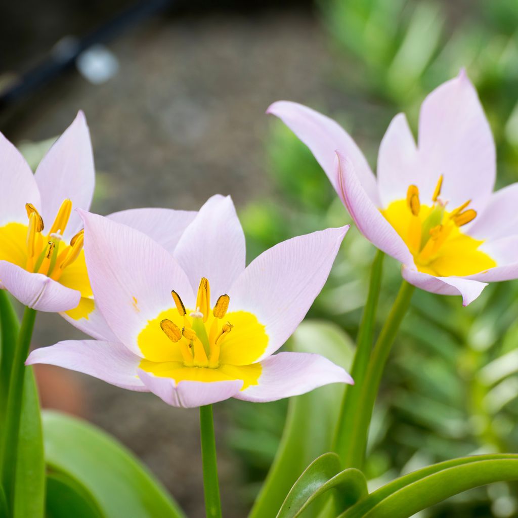 Tulipa saxatilis - Felsen-Tulpe