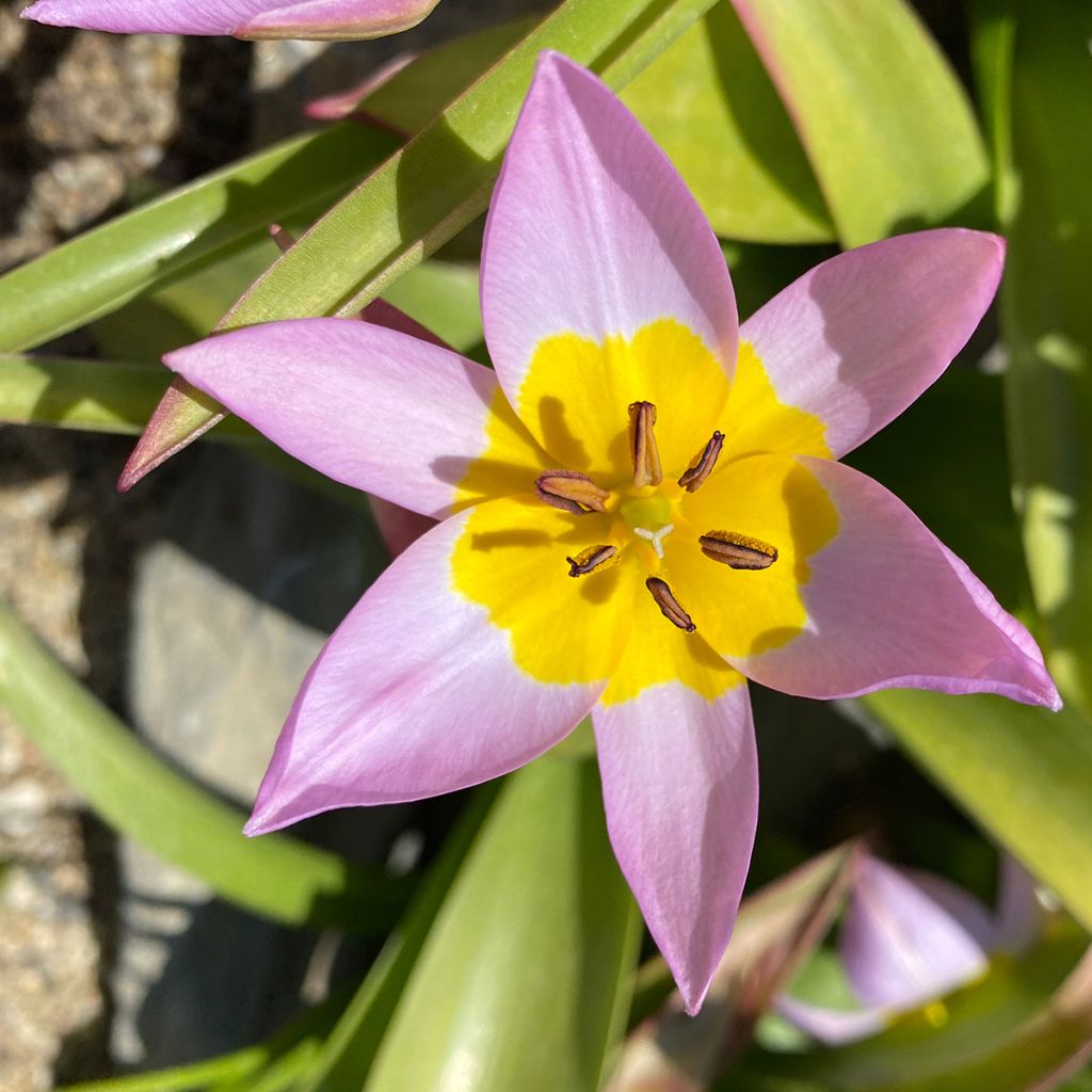 Tulipa saxatilis - Felsen-Tulpe