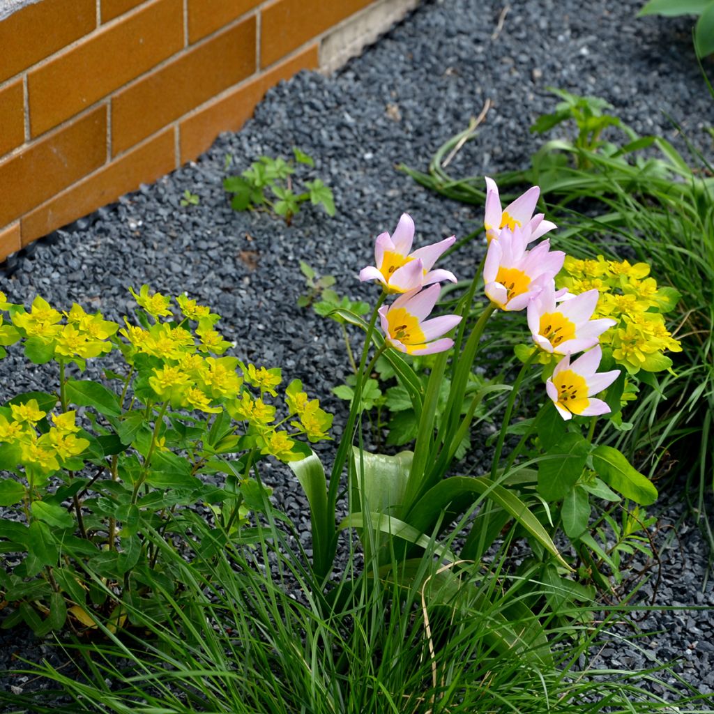 Tulipa saxatilis - Felsen-Tulpe