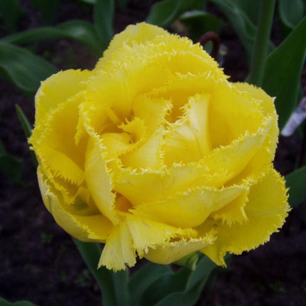 Gefranste Tulpe Exotic Sun