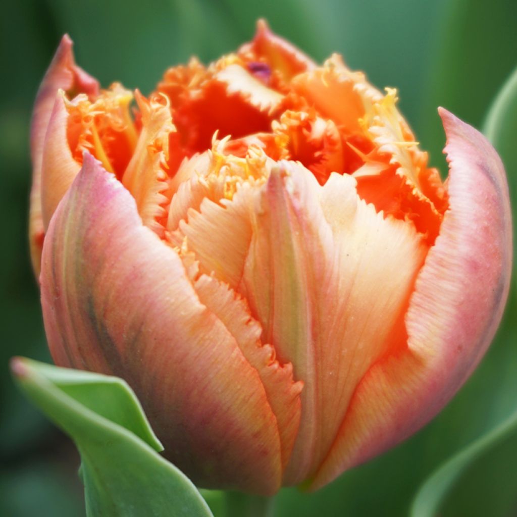 Tulipe dentelée double Royal Centennial