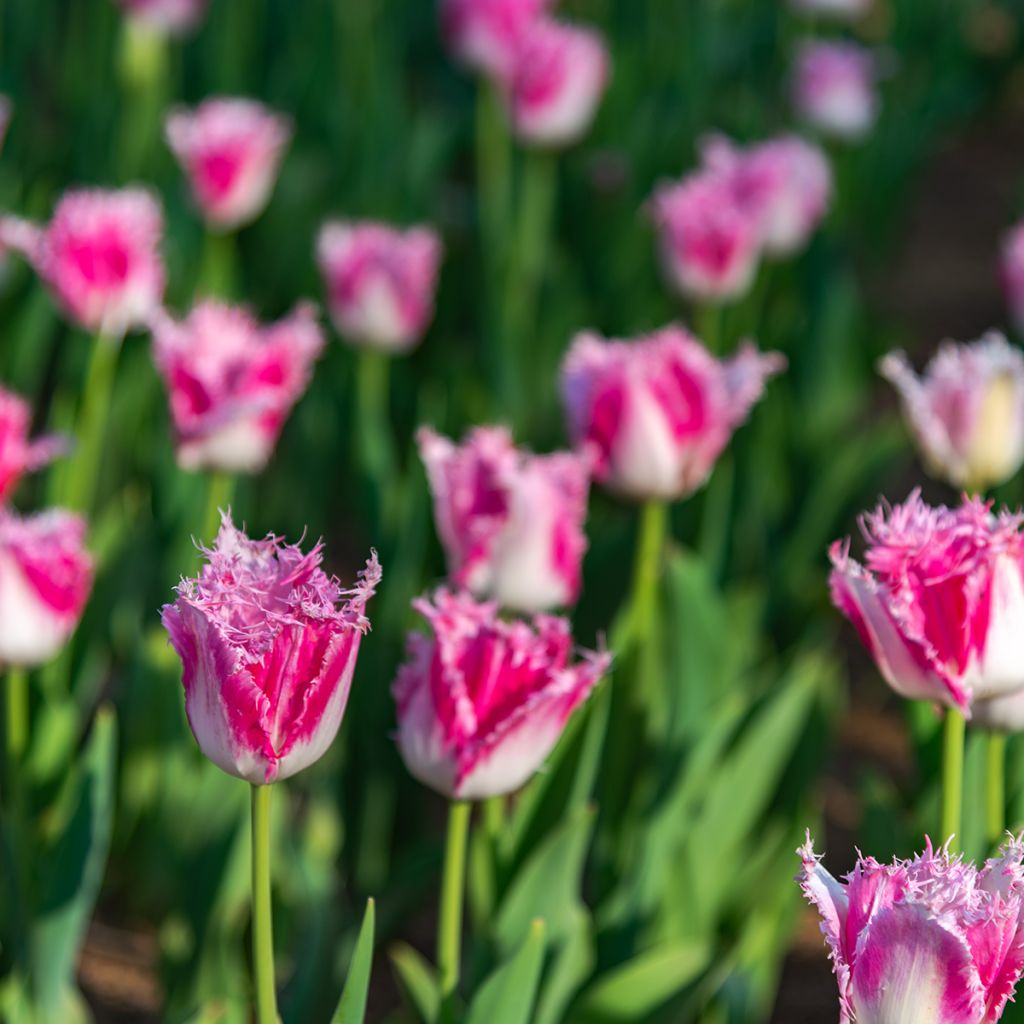 Gefranste Tulpe Huis Ten Bosch