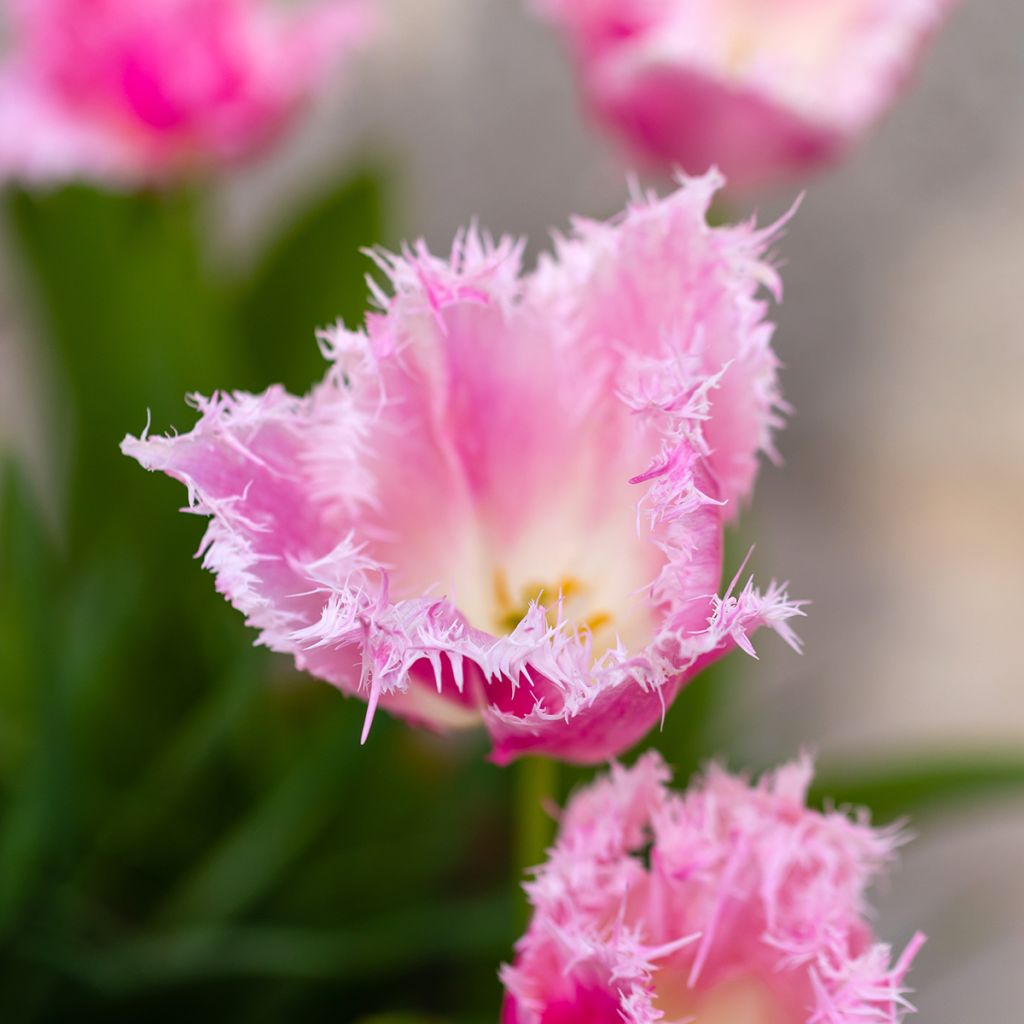 Gefranste Tulpe Huis Ten Bosch