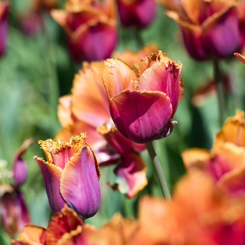 Gefranste Tulpe Louvre Orange