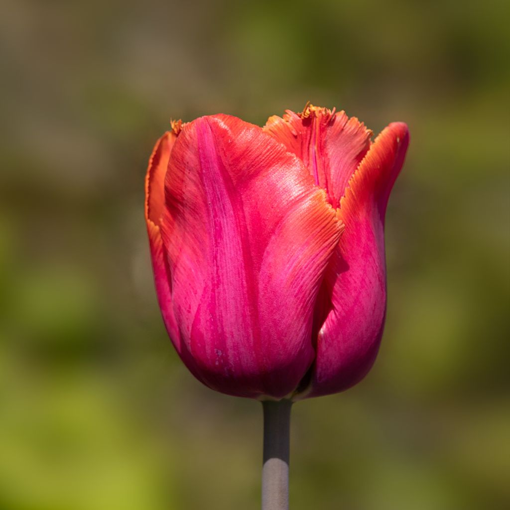 Gefranste Tulpe Louvre Orange