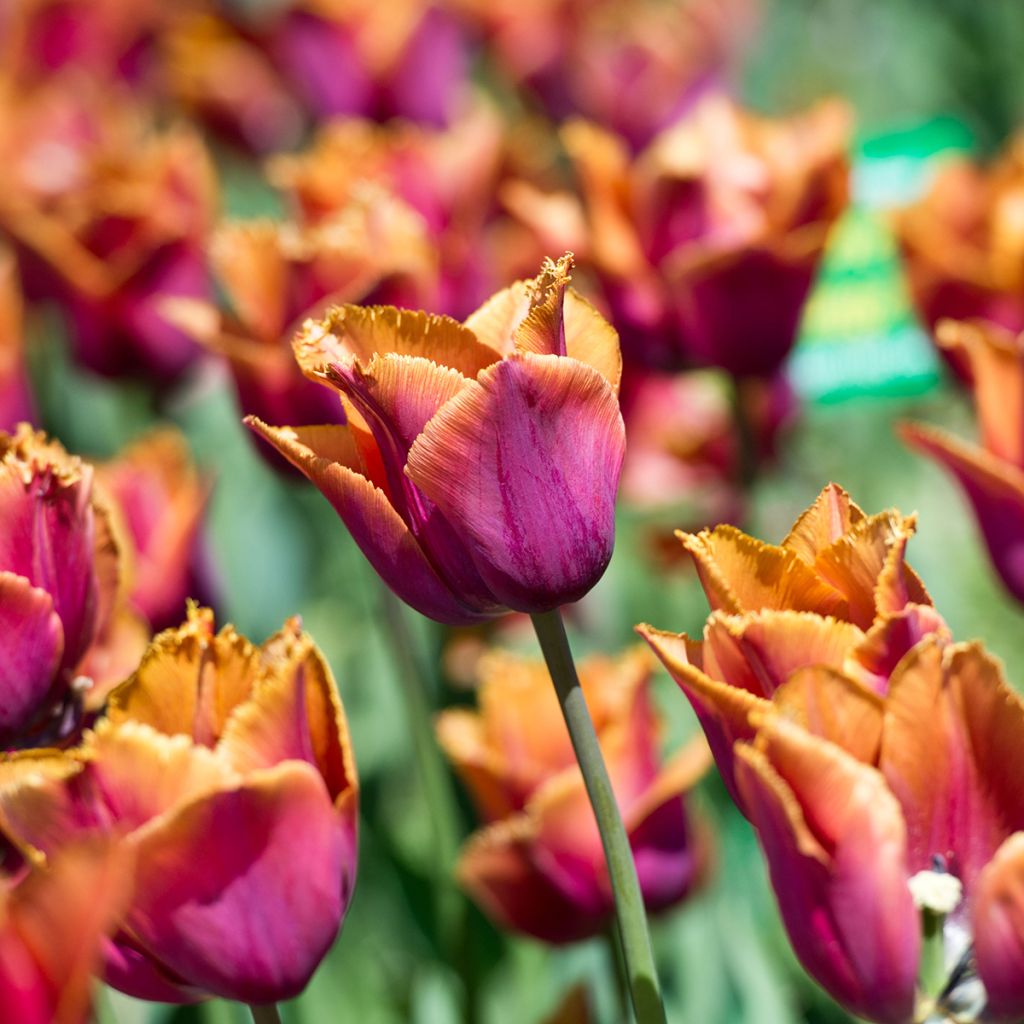 Gefranste Tulpe Louvre Orange