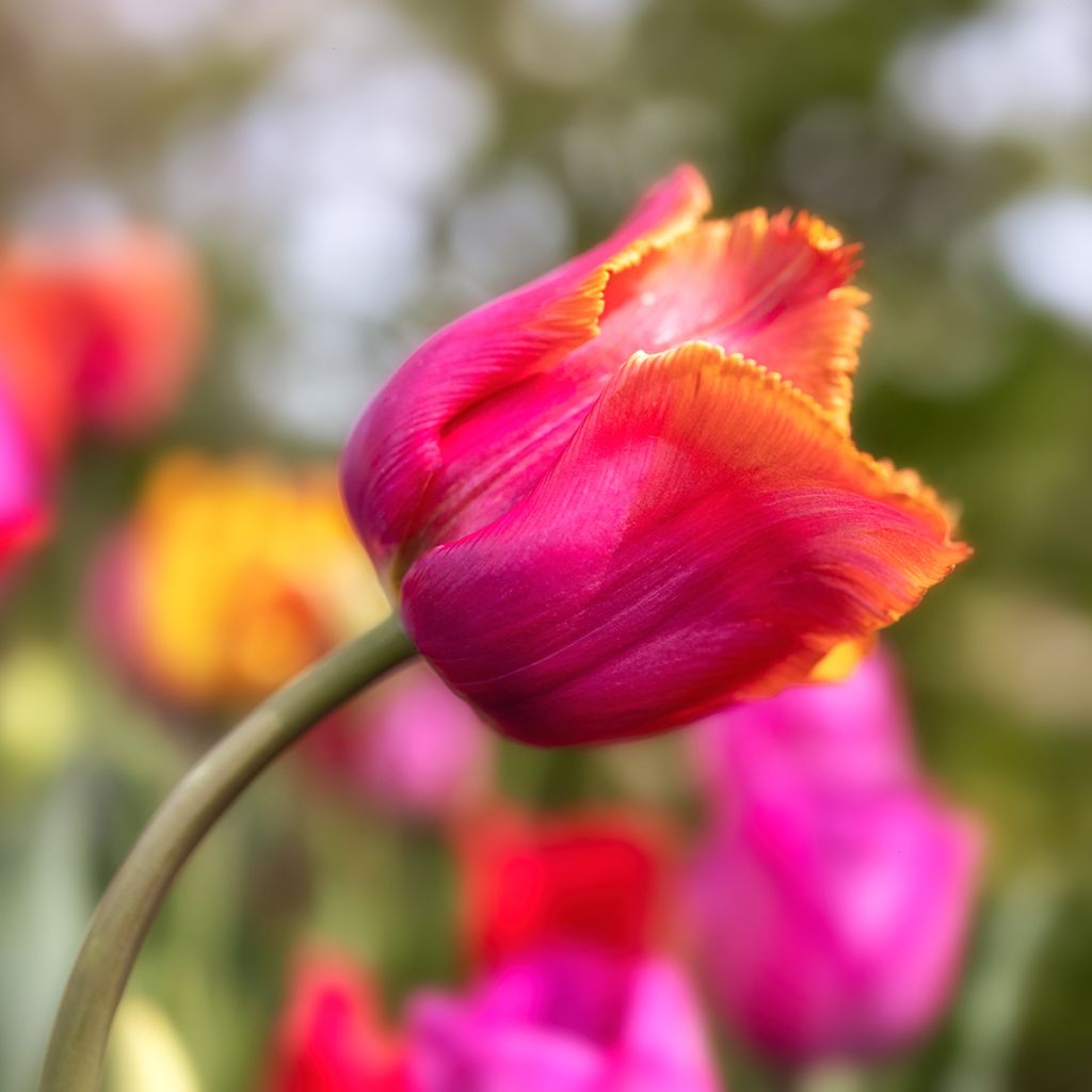 Gefranste Tulpe Louvre Orange