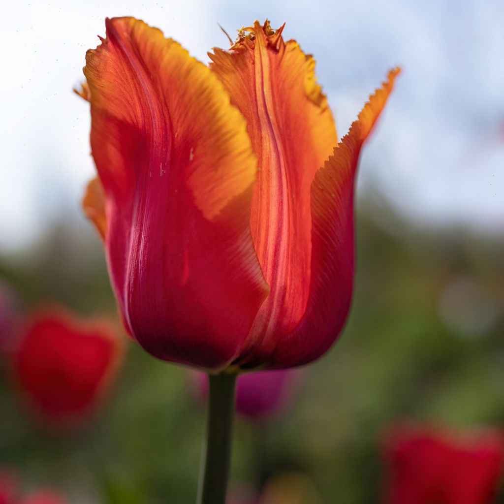 Gefranste Tulpe Louvre Orange