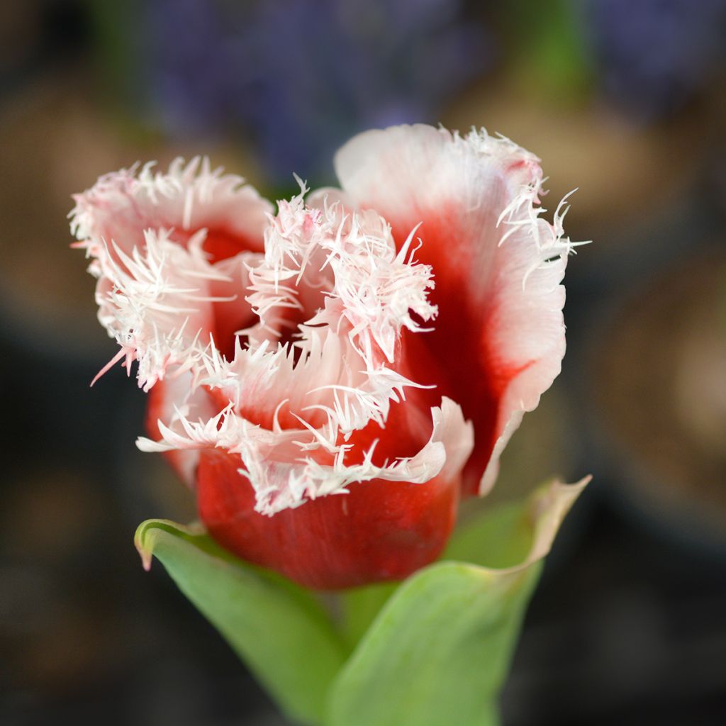 Gefranste Tulpe New Santa