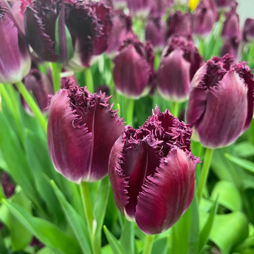 Tulipe dentelée Purple Crystal