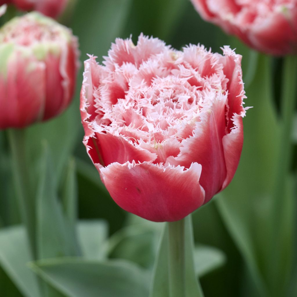 Tulipe dentelée double Brest